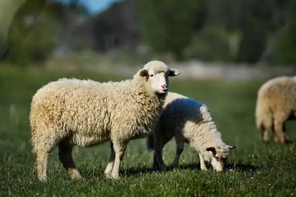 Qurban campagin